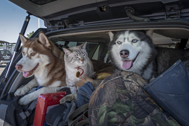 Travelling with Pets? Oh Boy!