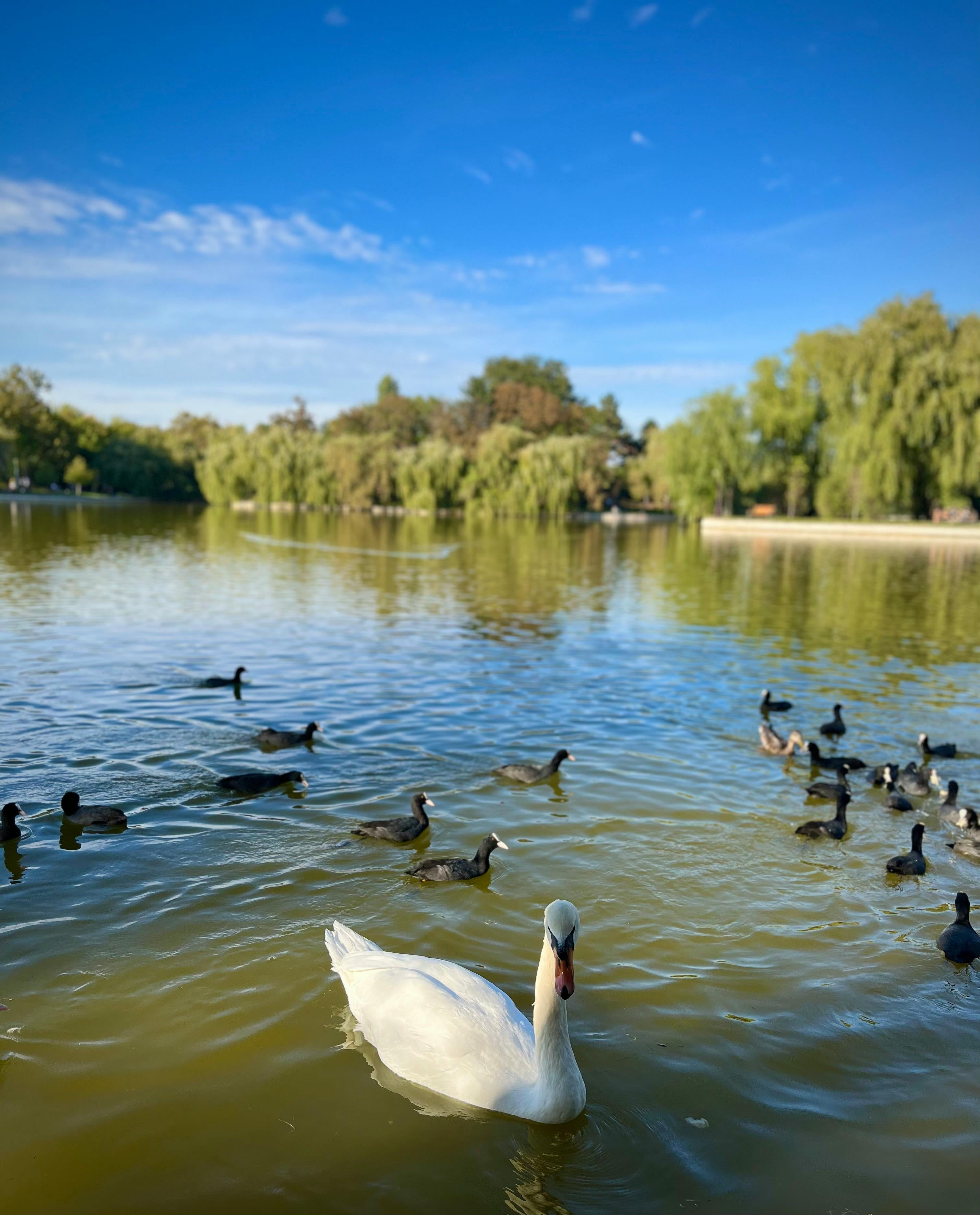 Goose vs. Duck Down Pillows: What’s the Difference?