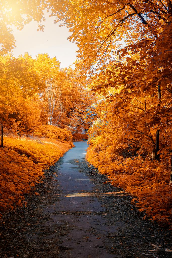Fall Foliage Tours: Top Spots and Travel Tips - Pillowpacker