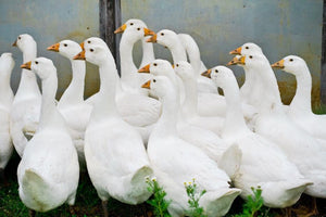A group of geese, whose down is used for some Pillowpackers travel pillows