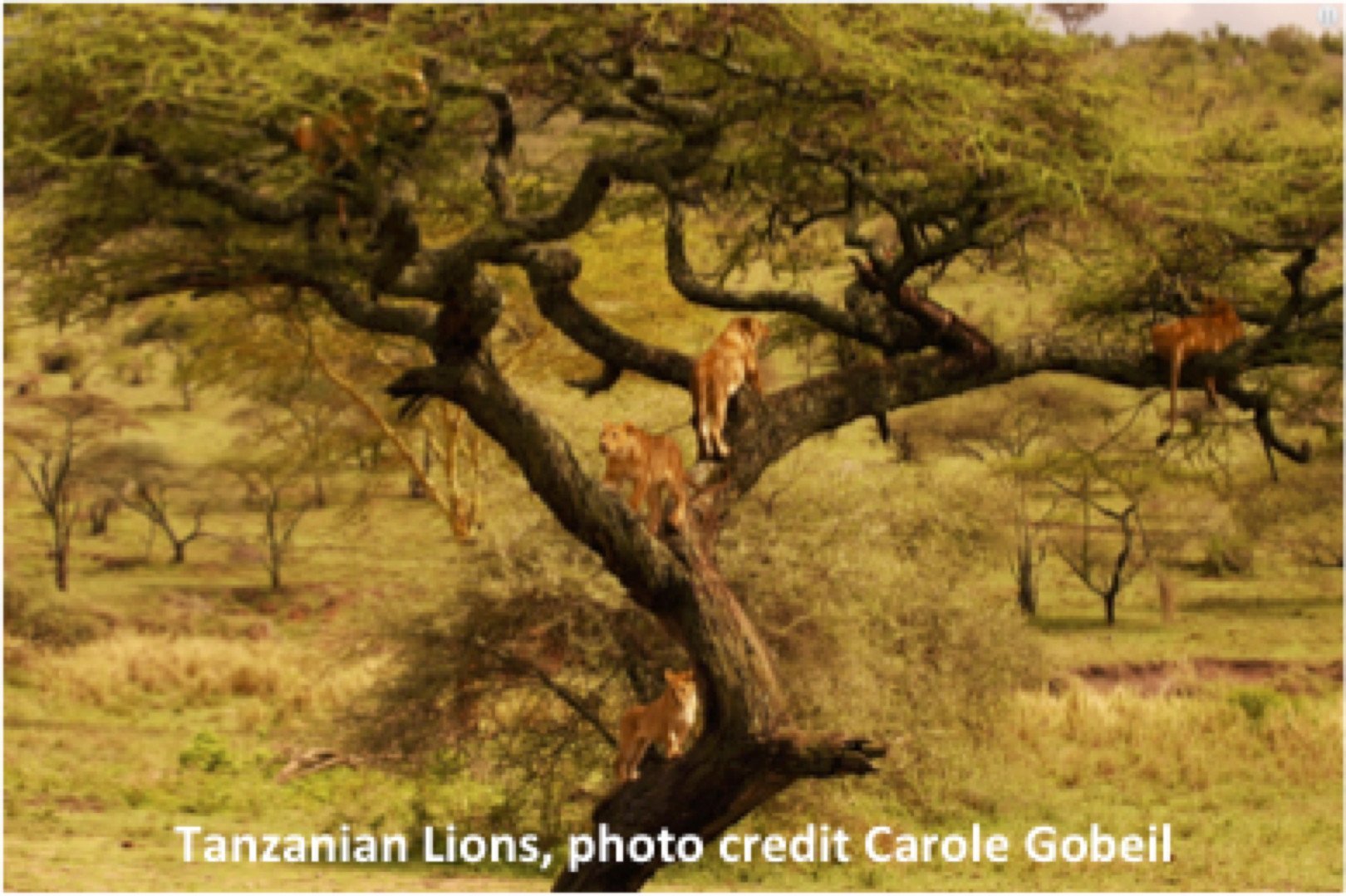 Tanzanian Lions